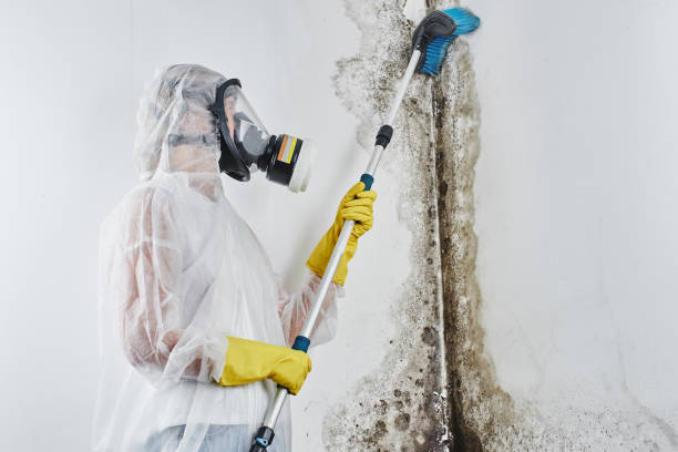 Best Toxic Mold Removal  in New Hope, OR