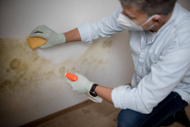 Professional Mold Removal in New Hope, OR