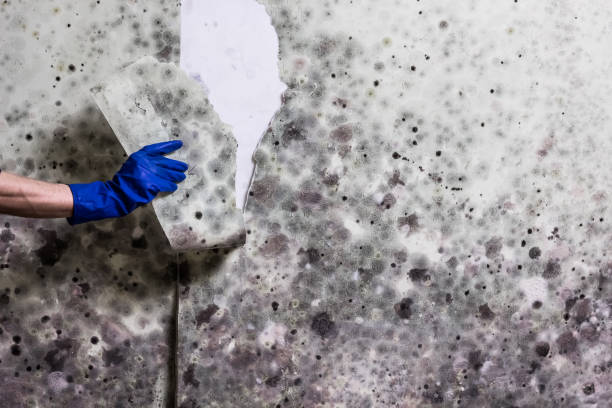 Best Attic Mold Removal  in New Hope, OR